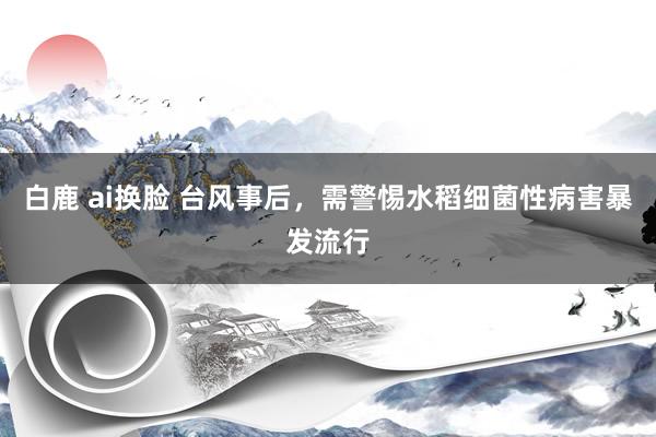 白鹿 ai换脸 台风事后，需警惕水稻细菌性病害暴发流行